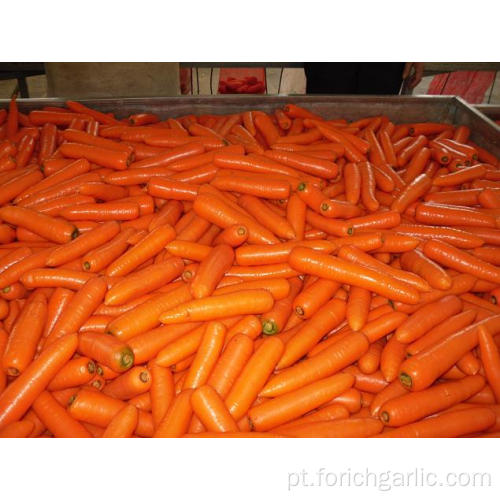 Padrão Export Export Shandong Fresh Carrot